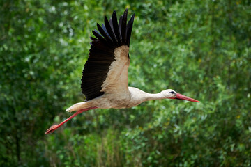 White Stork in flight ( Ciconia ciconia )	