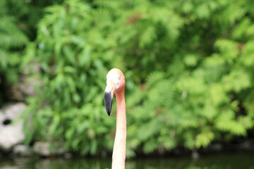 pink flamingo flower