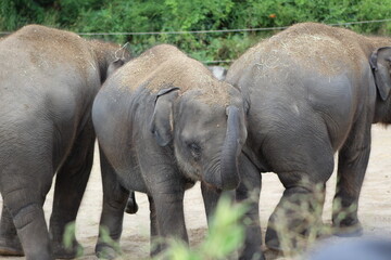 elephants in the zoo