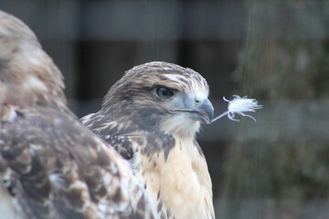close up of an eagle