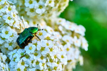 big green beetle sits on a white wild flower in nature color