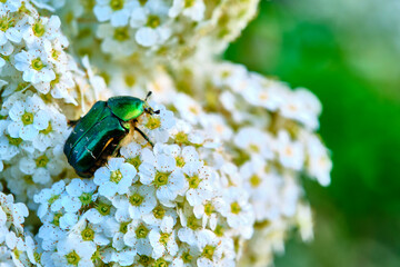 big green beetle sits on a white wild flower in nature color