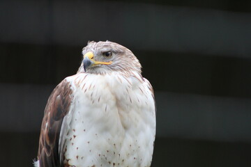 portrait of a eagle