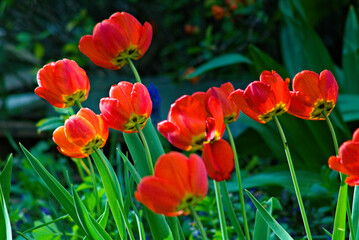 red and yellow tulip