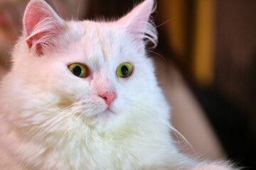 portrait of a white cat with yellow eyes blur background color