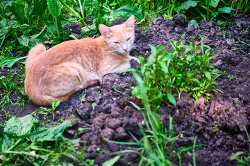 street cat lies on the ground general plan color
