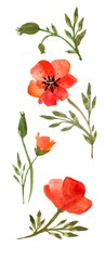 Watercolor red flowers poppy