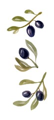 Watercolor olive branch