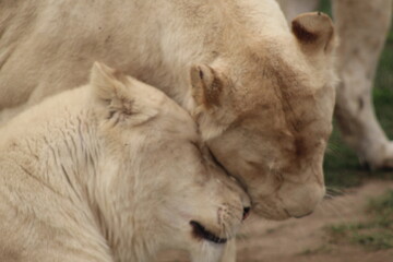 close up of a lion
