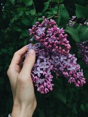  fresh lilac flowers in a hand