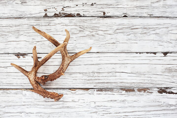 Real white tail deer antlers over a rustic wooden table. These are used by hunters when hunting to rattle in other large bucks. Free space for text. Top view.