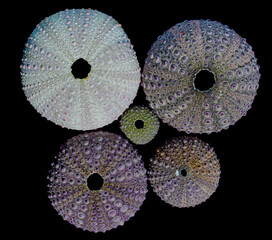 Sea urchin shells & a starfish on isolated black background.