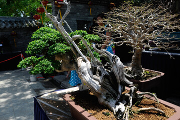 PUTRAJAYA, MALAYSIA -MAY 30, 2016: Bonsai tree display for public in Royal Floria Putrajaya garden in Putrajaya, Malaysia.