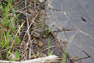June bull frog in a mountain pond