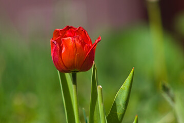 red tulip on green background