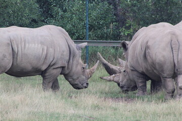 rhino in the zoo