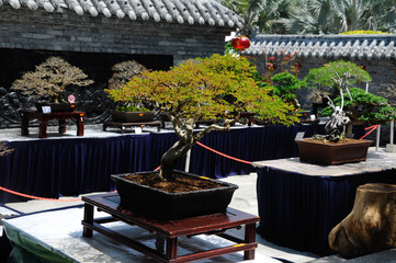 PUTRAJAYA, MALAYSIA -MAY 30, 2016: Bonsai tree display for public in Royal Floria Putrajaya garden in Putrajaya, Malaysia.