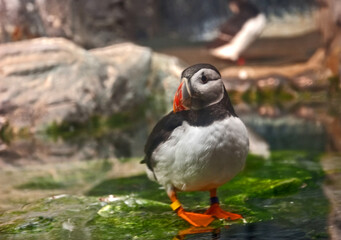 This one puffin bird is standing with a slight side view in a rocky habitat standing in a small amount of water.  Background is intentionally blurred for artistic effect.