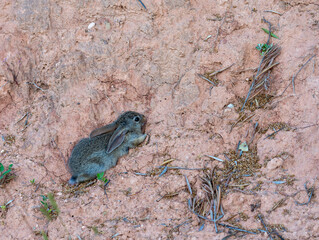 Small wild rabbit camouflaged on a dirt embankment