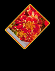 This is a brilliant orange dahlia flower with a fire border on black, with room for custom text.