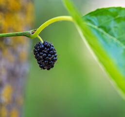 Ripe blackberry on the tree on green background