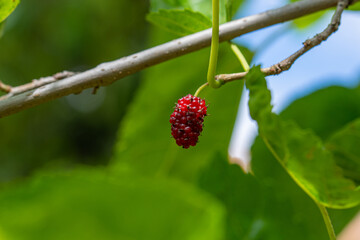 Red mulberry in the tree on green background