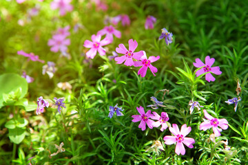 sunny meadow with flowers in blooms
