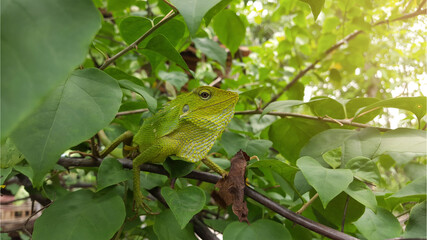 An iguana that is camouflaging on green plants. Igunana is an animal with the ability to change colors according to where it wants