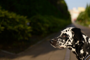 Out of the Dalmatian walk