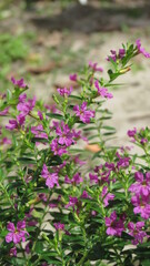 Obraz premium MINI FLORES