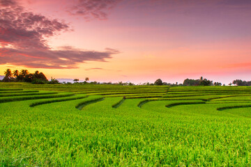 minimalist photo of yellow and green rice fields with beautiful morning sky in northern Bengkulu