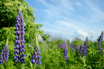 beautiful summer landscape with blue lupine flowers and green grass