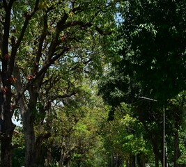 Fototapeta premium Colaboration trees in the park
