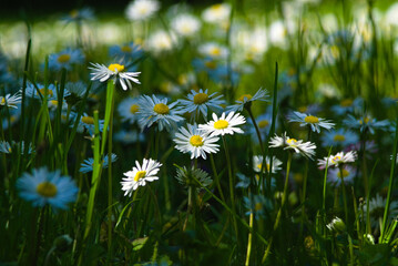 field of daisies