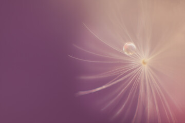 Dandelion Drop