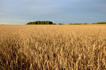 beautiful landscape a field of ripe rye in the countryside on a summer day