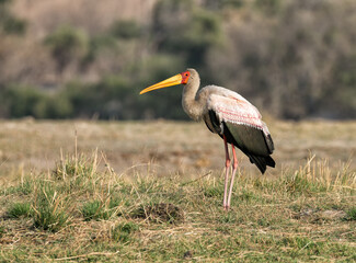 A yellow-billed stork (Mycteria ibis) searches for food on the bank of the Chobe river which is the border separating Namibia and Botswana.