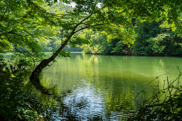beautiful green lake, saklıgöl lake, istanbul