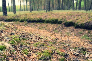 Fototapeta premium Dół w lesie