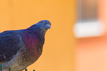 pigeon in the city