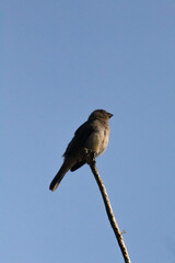 bird on a wire