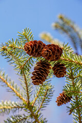 Close up of pine cones on a tree branch