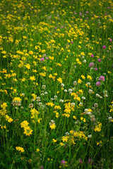 Fototapeta premium field of yellow dandelions