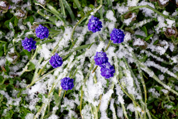 pretty purple hyacinths blooming in the snow in springtime