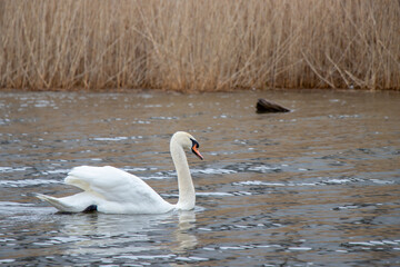 White swan on the Potawatomi River
