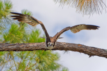 One of a series of five high speed images depicting an  Osprey (pandion haliaetus) launching itself into flight toward the camera, from a tall Florida Scrub Pine.