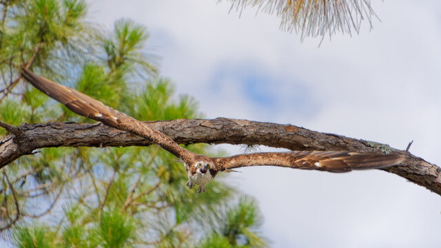One of a series of five high speed images depicting an  Osprey (pandion haliaetus) launching itself into flight toward the camera, from a tall Florida Scrub Pine.