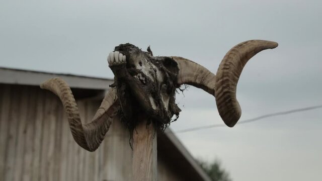 scull hanging on a farm