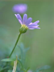 Fototapeta premium Closeup violet purple petals daisy flowers plants in the garden with green blurred background, macro image, soft focus ,sweet color for card design