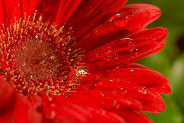 red gerbera daisy